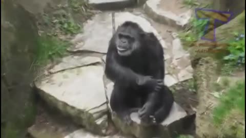 Funny Animals ; Funny video