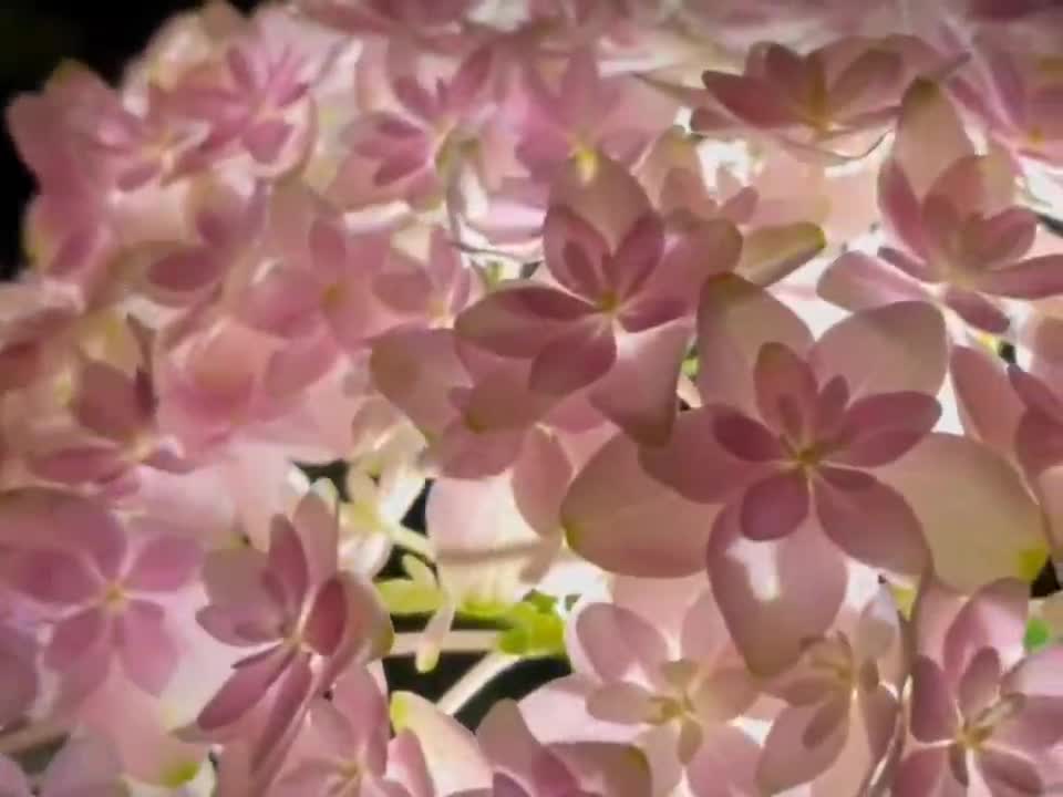 Whether you come or not, flowers will bloom for you