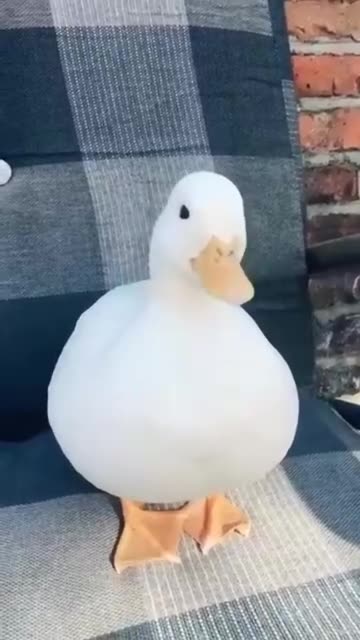 These ducks have an activation button!