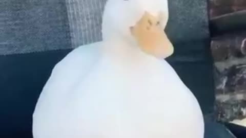 These ducks have an activation button!