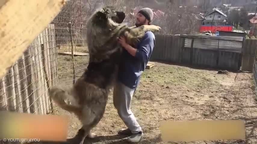 Largest dogs