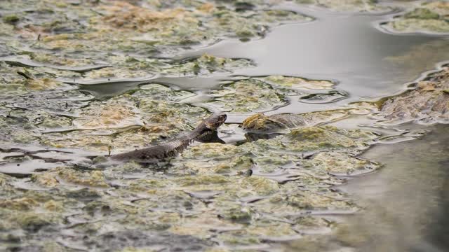 Dangerous snake in the pond