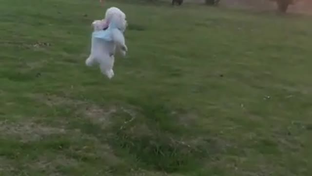 #Funniest Animals Real 😹 - Best Of The 2020 #Funny Animals Videos - Try Not To Laugh #comedy #shorts
