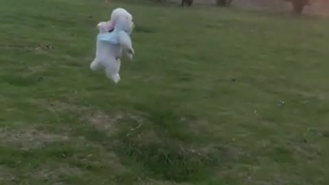 #Funniest Animals Real 😹 - Best Of The 2020 #Funny Animals Videos - Try Not To Laugh #comedy #shorts