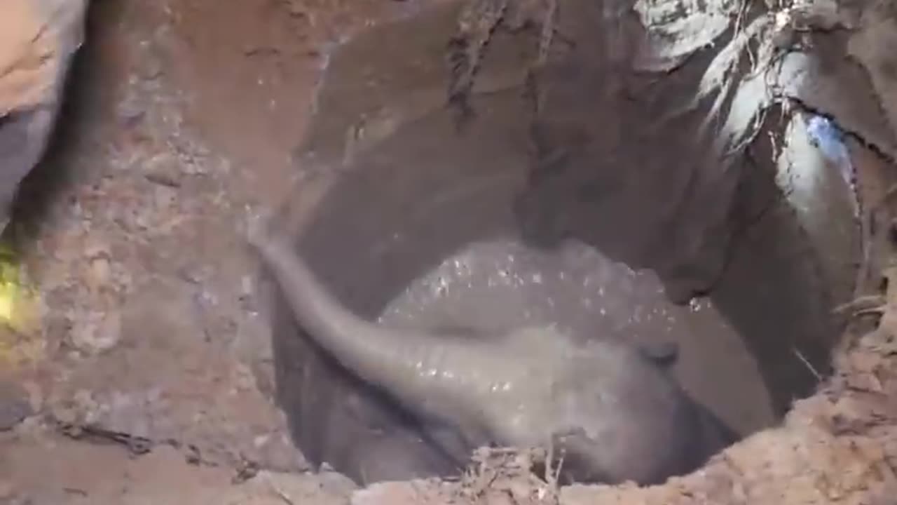 Mother elephant asked help to rescue her baby