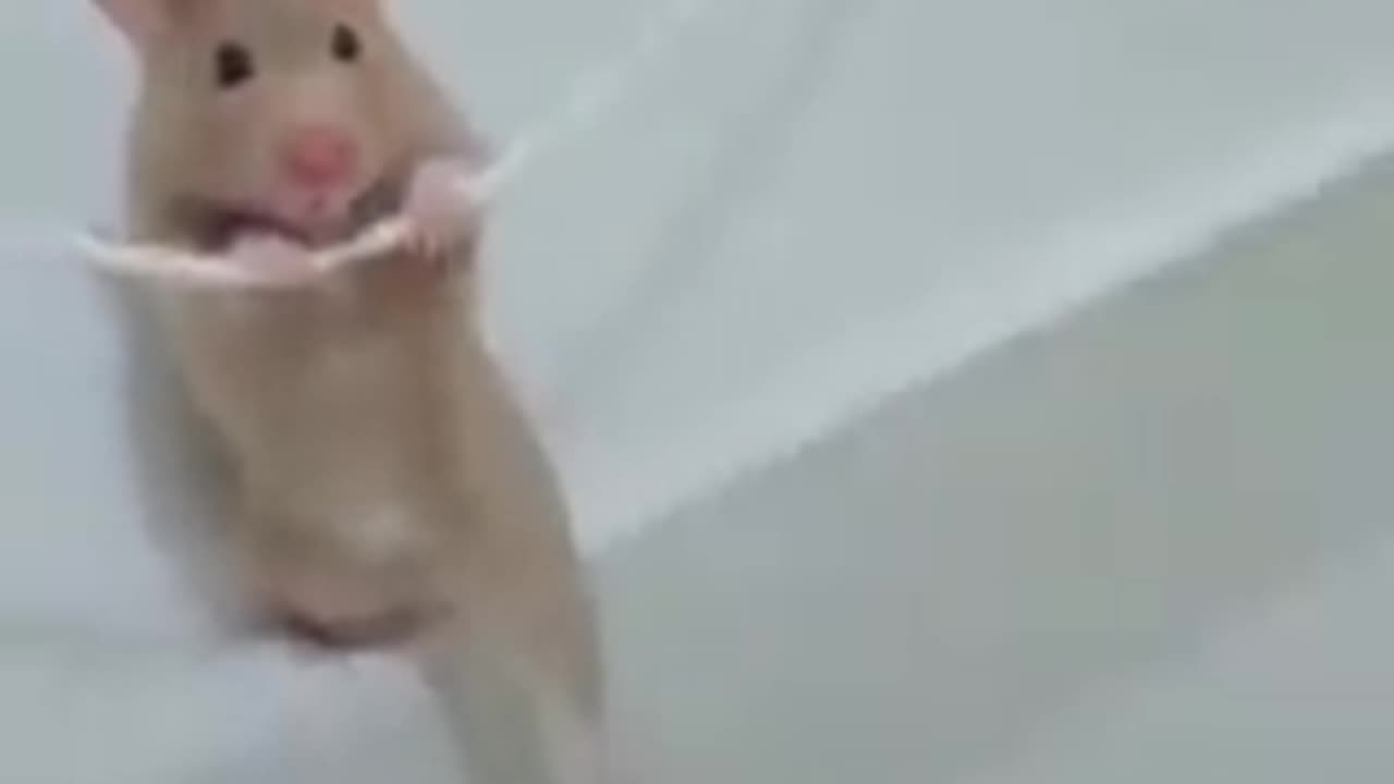 Funny animal vid