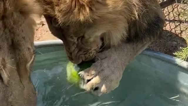 Can the lion eat the watermelon?