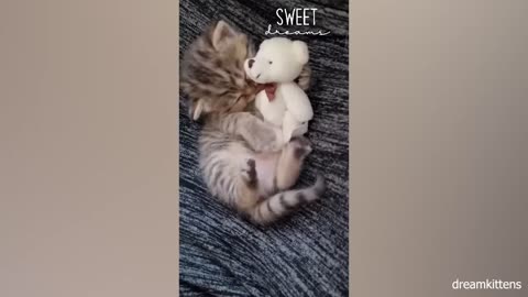 funny cats and kittens