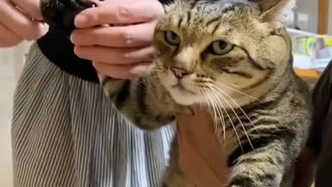 This cat’s expression while getting it’s nails trimmed 😆