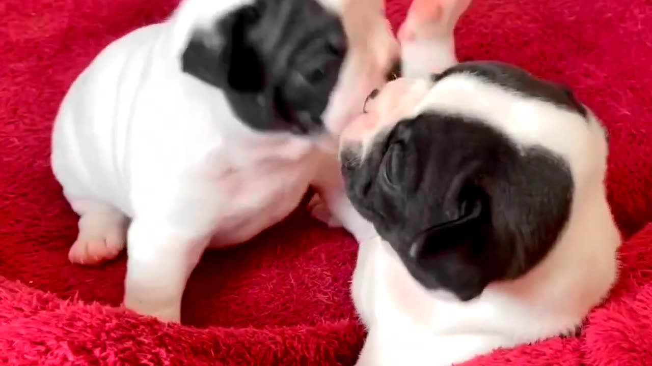 Baby Pug Dog funny video