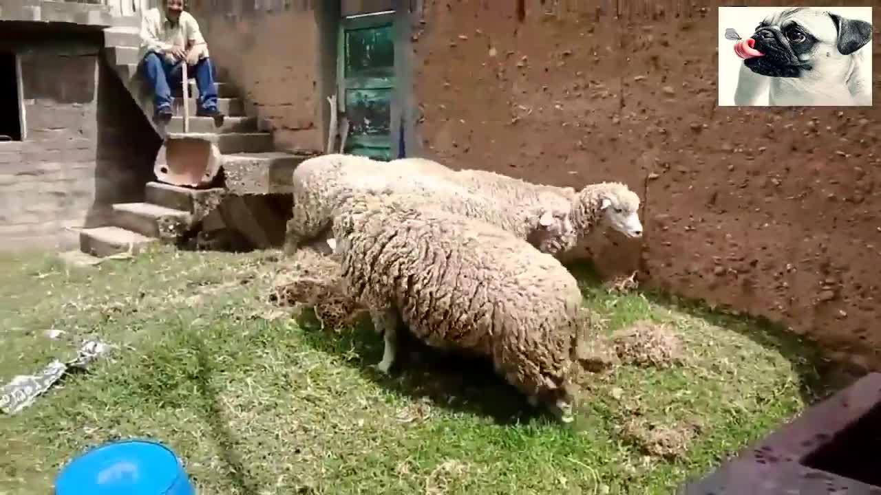 Funny Sheep Attacking People