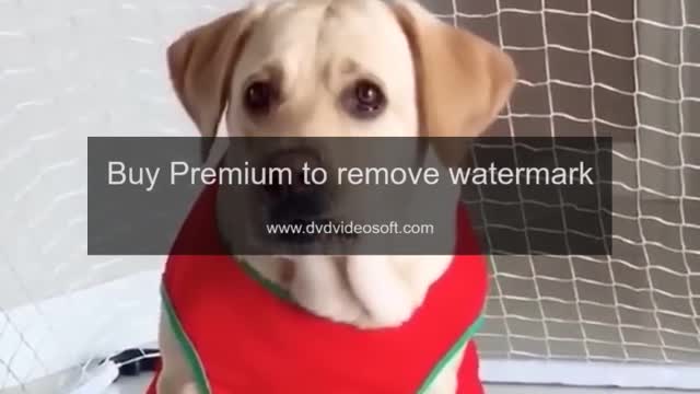 FUNNY CAT & DOG