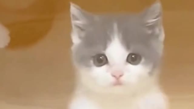 Kittens work hard to clean the glass. Do you recognize it?😁
