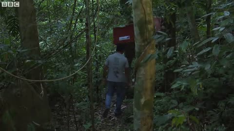 Releasing Rescued Animals Back Into The Wild | BBC Earth