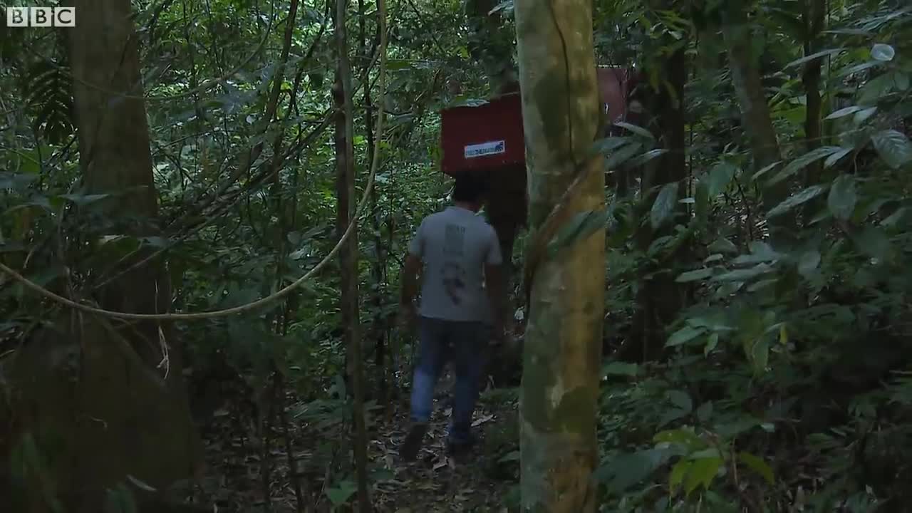 Releasing Rescued Animals Back Into The Wild | BBC Earth