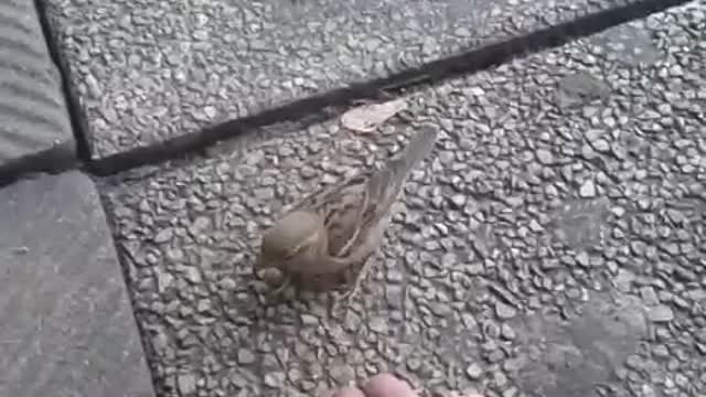 Hand Feeding a House Sparrow at Work 01