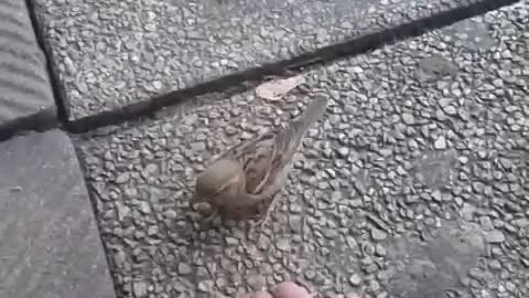 Hand Feeding a House Sparrow at Work 01