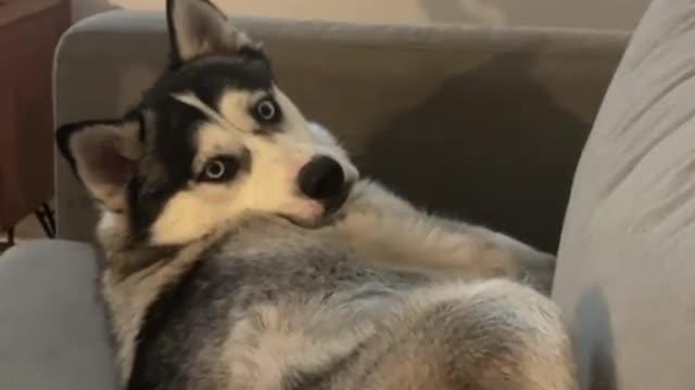When I tease my dog