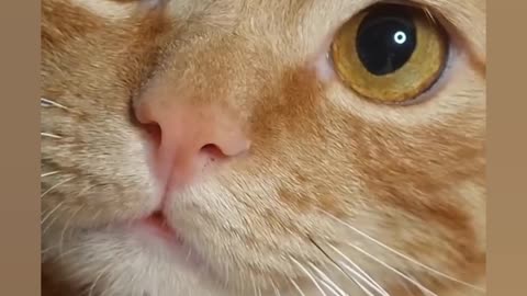 Funniest_Animals_ cat's & DOG'S more_Videos_Will_Make_You_Laugh_#39_-_Funny_Animal_Videos2023