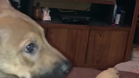 puppy watching cats