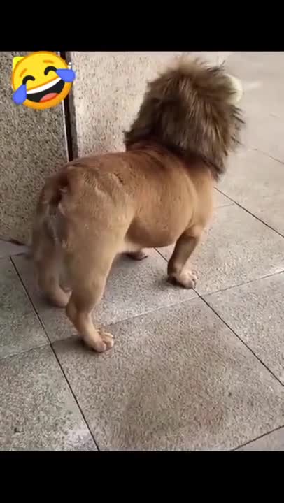 Funny dog watch