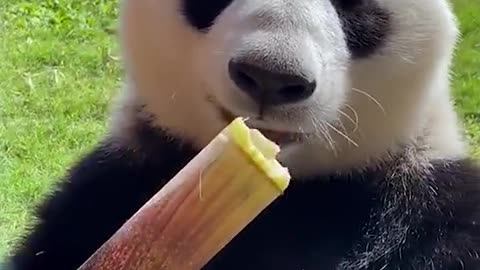 Panda show eating