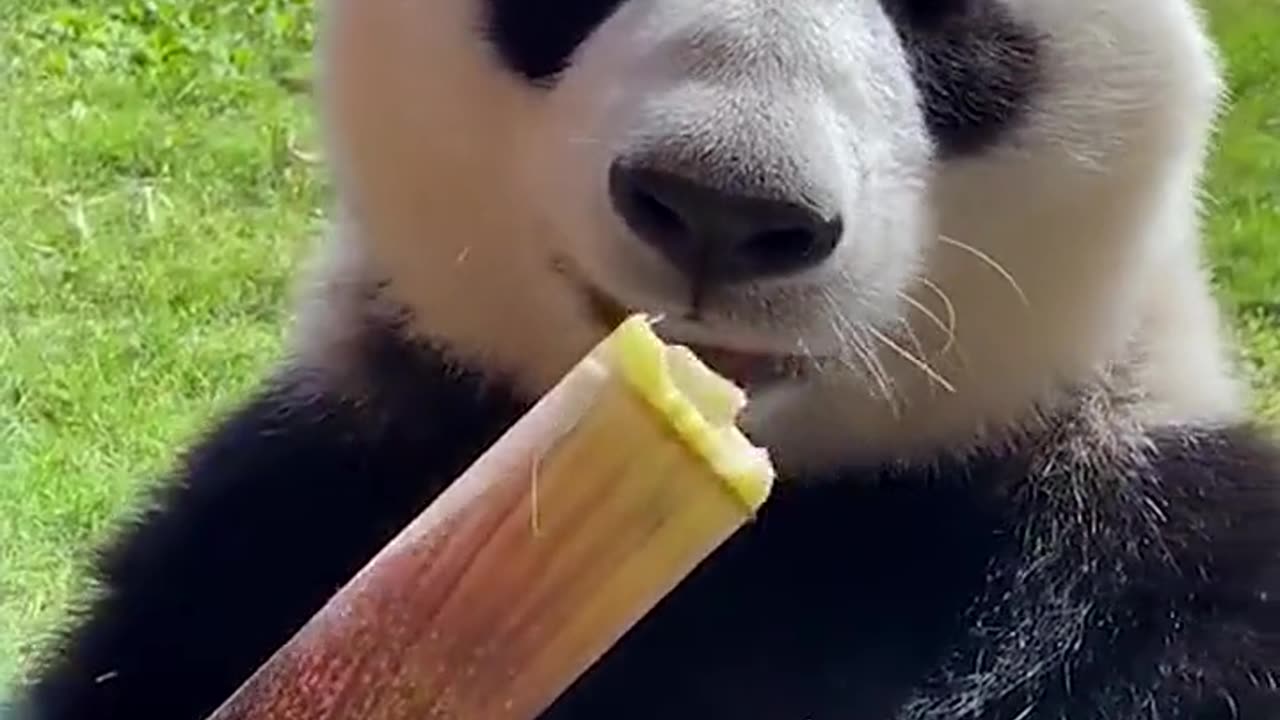 Panda show eating