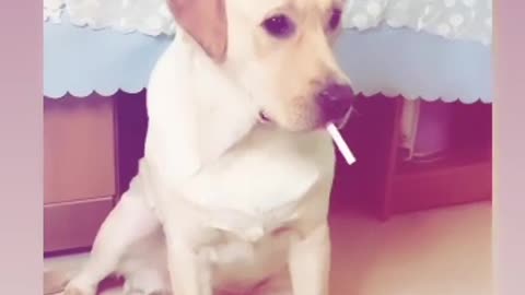 Dog smoking 🚭🚭😂