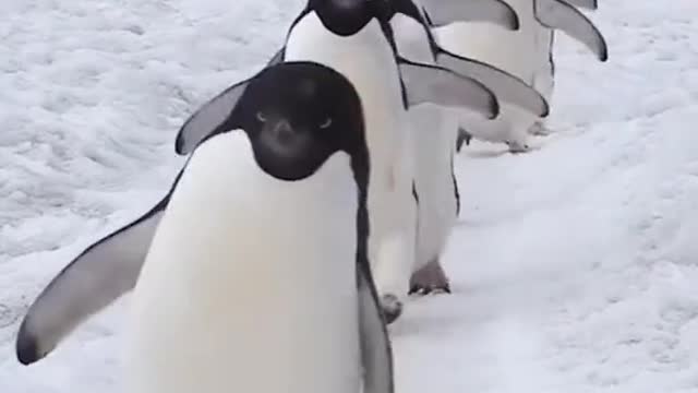 Penguins waddle through the tundra