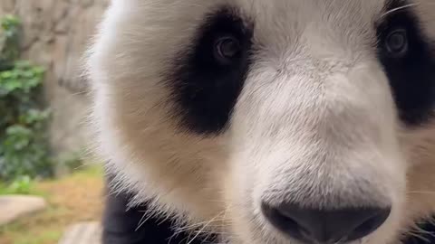 playful animals | panda