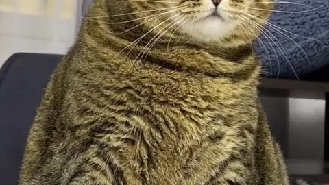 #CuteBabyAnimals #Funny #daily #Shorts #amushorts #rumble C060