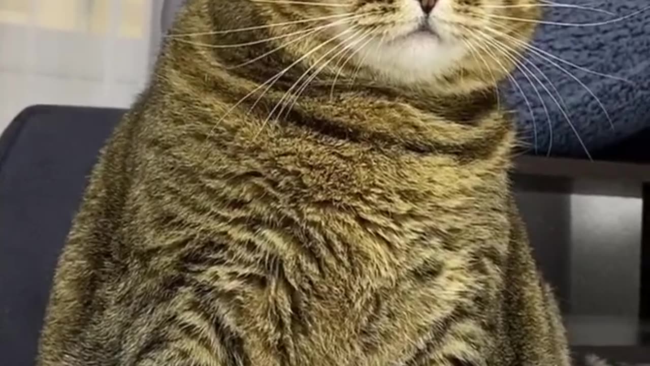 #CuteBabyAnimals #Funny #daily #Shorts #amushorts #rumble C060