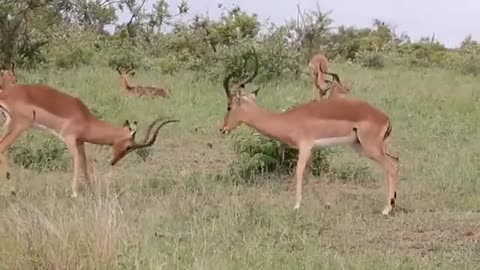 Impala Rams fighting