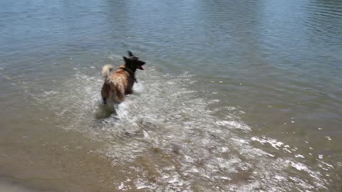 My Belgian Malinois