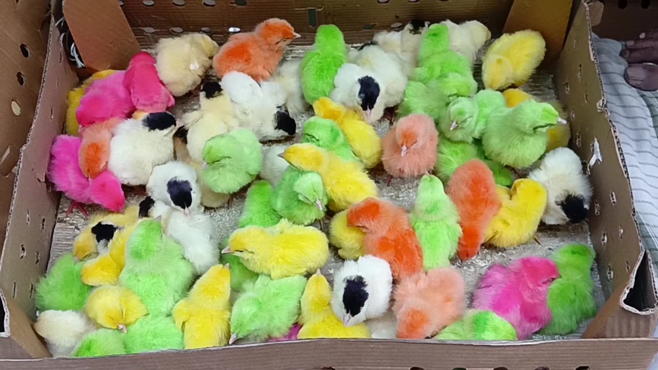 Must watch | Cute chicks look like toy