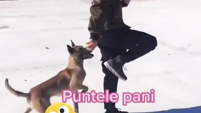 Dog dancing like man 🐶🐕