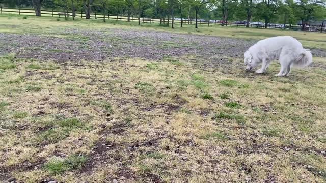 **RARE** MUST WATCH German Shepard and Pitbull get feisty