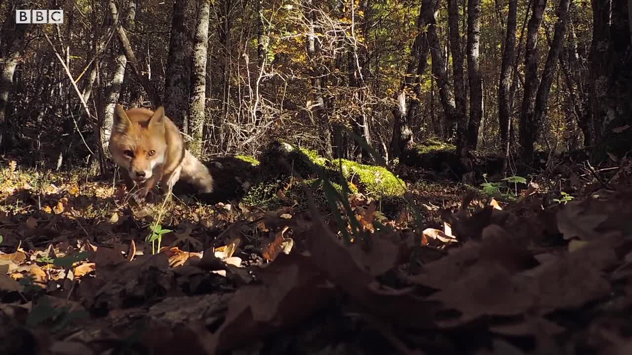 Saving the Arctic Fox | BBC Earth Witness | BBC Earth