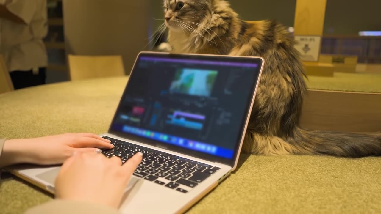 Visiting the Biggest Cat Cafe in Japan #Cats#CatVideos#CatLovers#CatLife#KittyLove#Friends#Meow#Play
