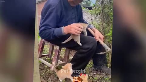 CLASSIC Dog and Cat Videos 😻🐶😹 1 HOURS of FUNNY Clips 🤣