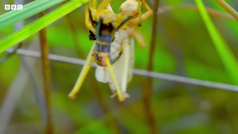 Locust Plague Devours 40,000 Tonnes of Vegetation | Earth's Tropical Islands | BBC Earth