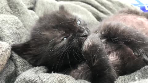 kitten moves inside its mother