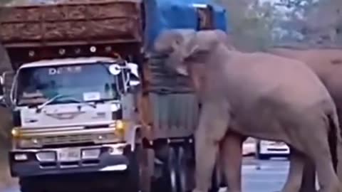 Elephant eating by road