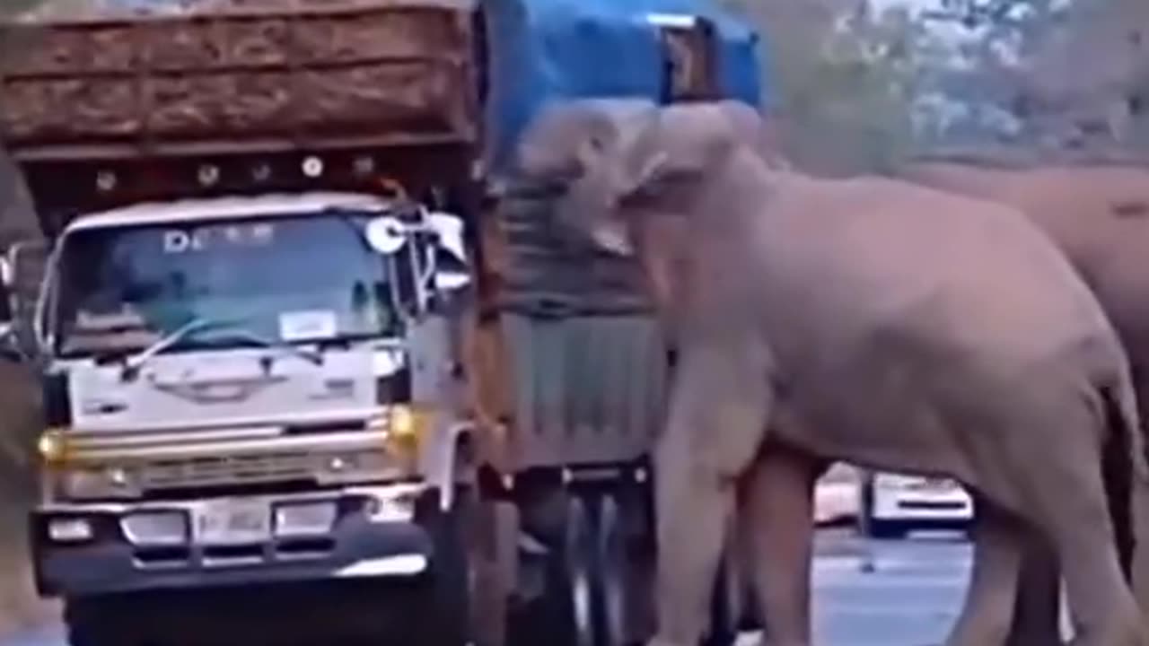 Elephant eating by road