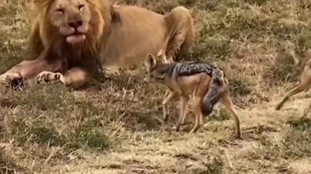 The lion