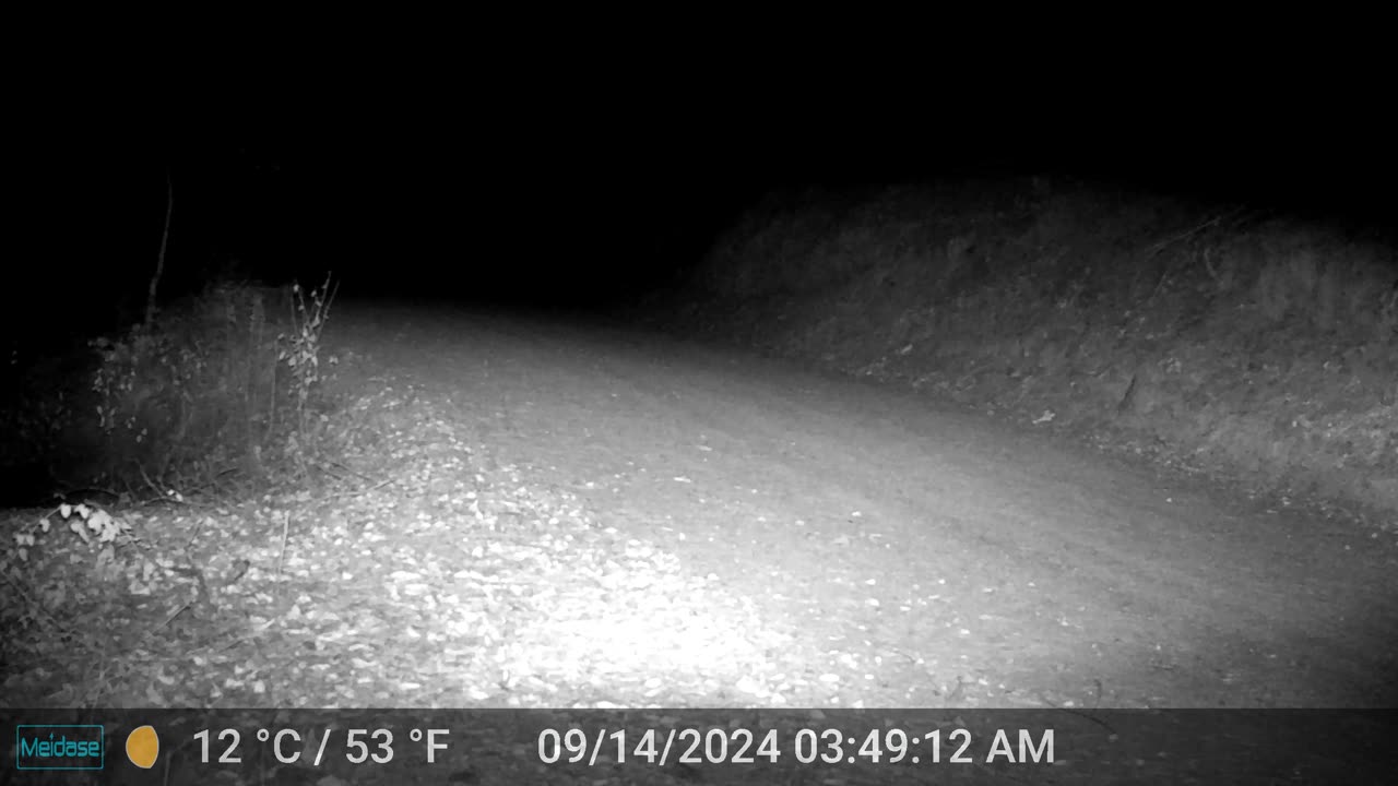 Mountain Lion - I spy...