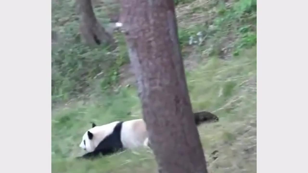 Funny panda video