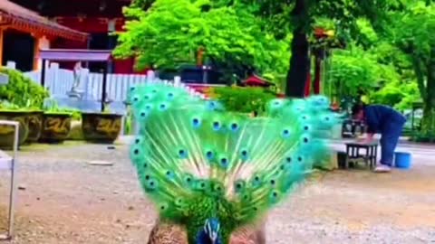 Have you ever seen a peacock in full bloom? The body shook and it opened