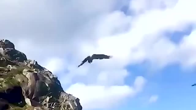 Eagle in slow motion