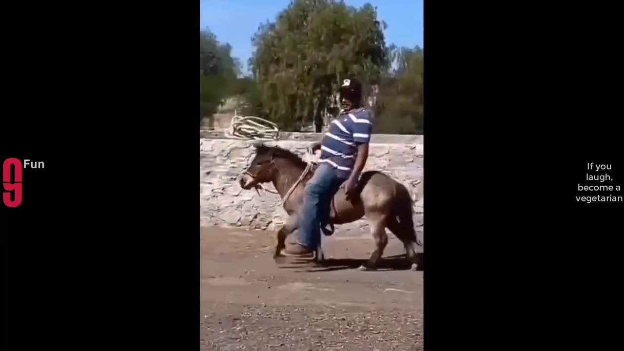 Funny horse vedio